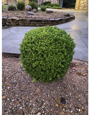 Vallecillos Boxwood 'Japanese' 3G