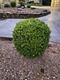 Vallecillos Boxwood 'Japanese' 3G