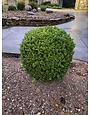 Vallecillos Japanese Boxwood 3 Gallon - Buxus microphylla var. japonica