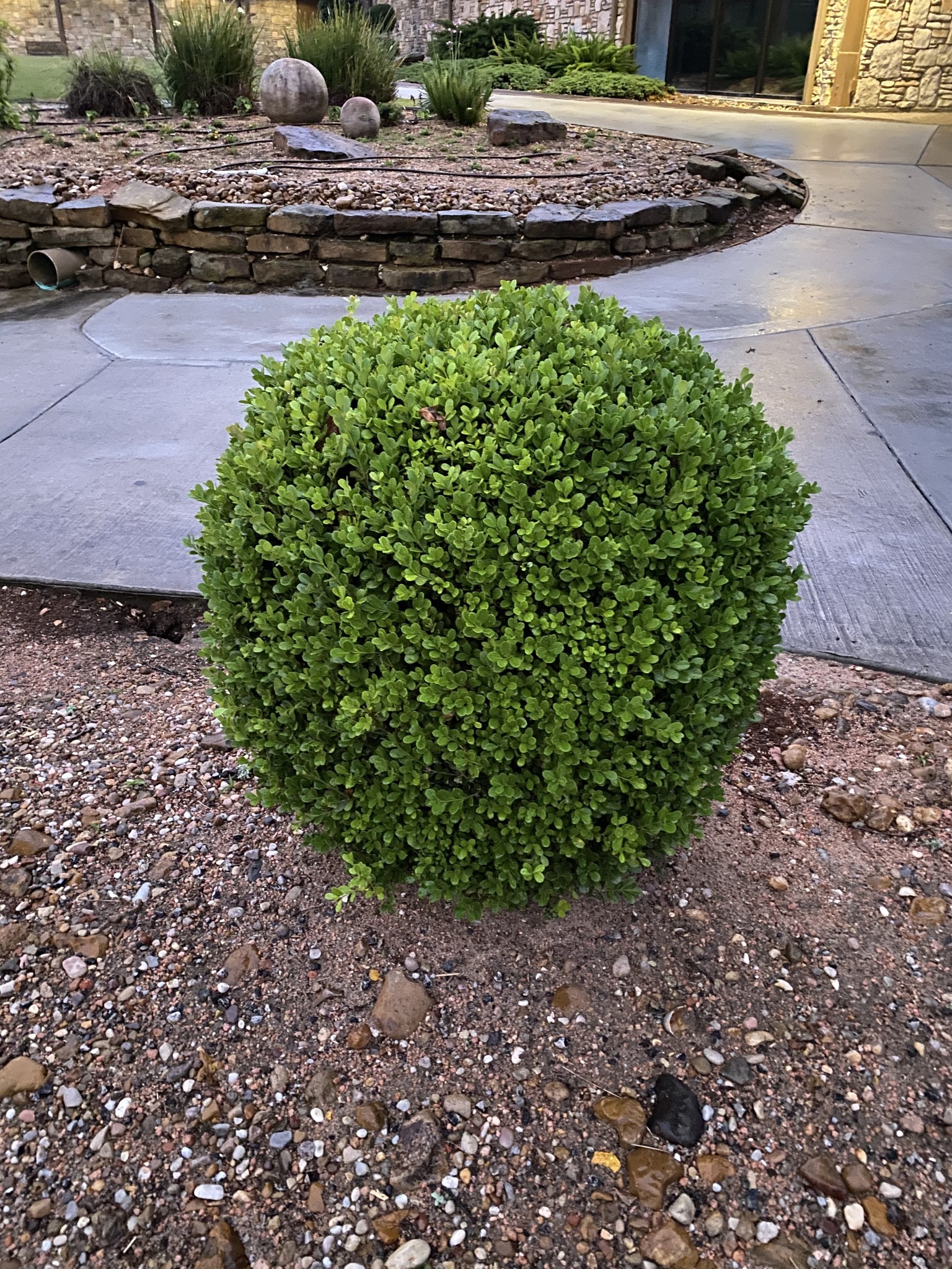 Vallecillos Japanese Boxwood 3 Gallon - Buxus microphylla var. japonica