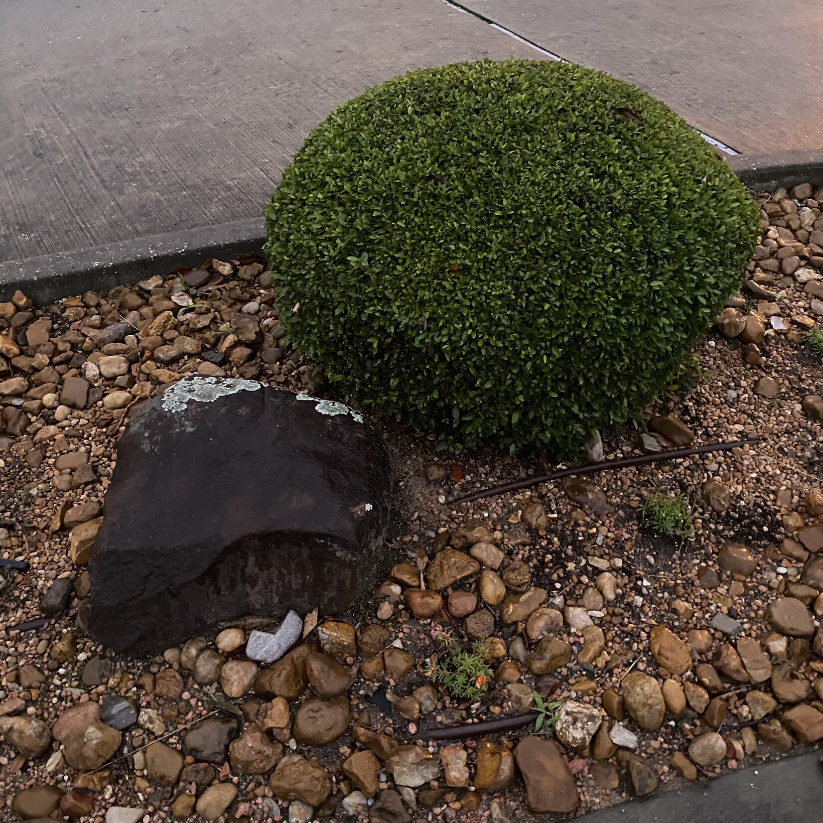 BOXWOOD, 'JAPANESE, 3G