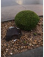 Vallecillos Japanese Boxwood 3 Gallon - Buxus microphylla var. japonica