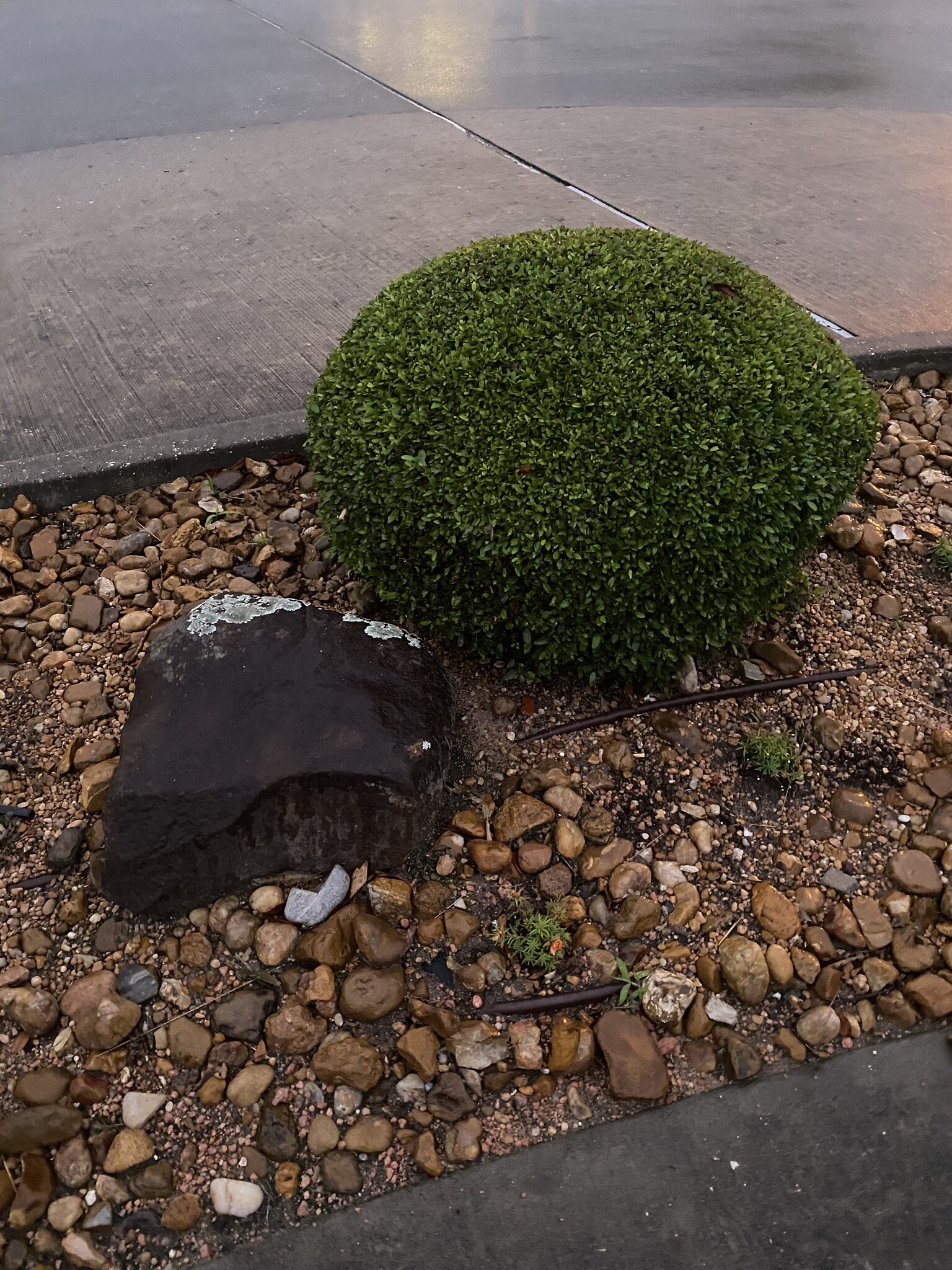 Vallecillos Japanese Boxwood 3 Gallon - Buxus microphylla var. japonica