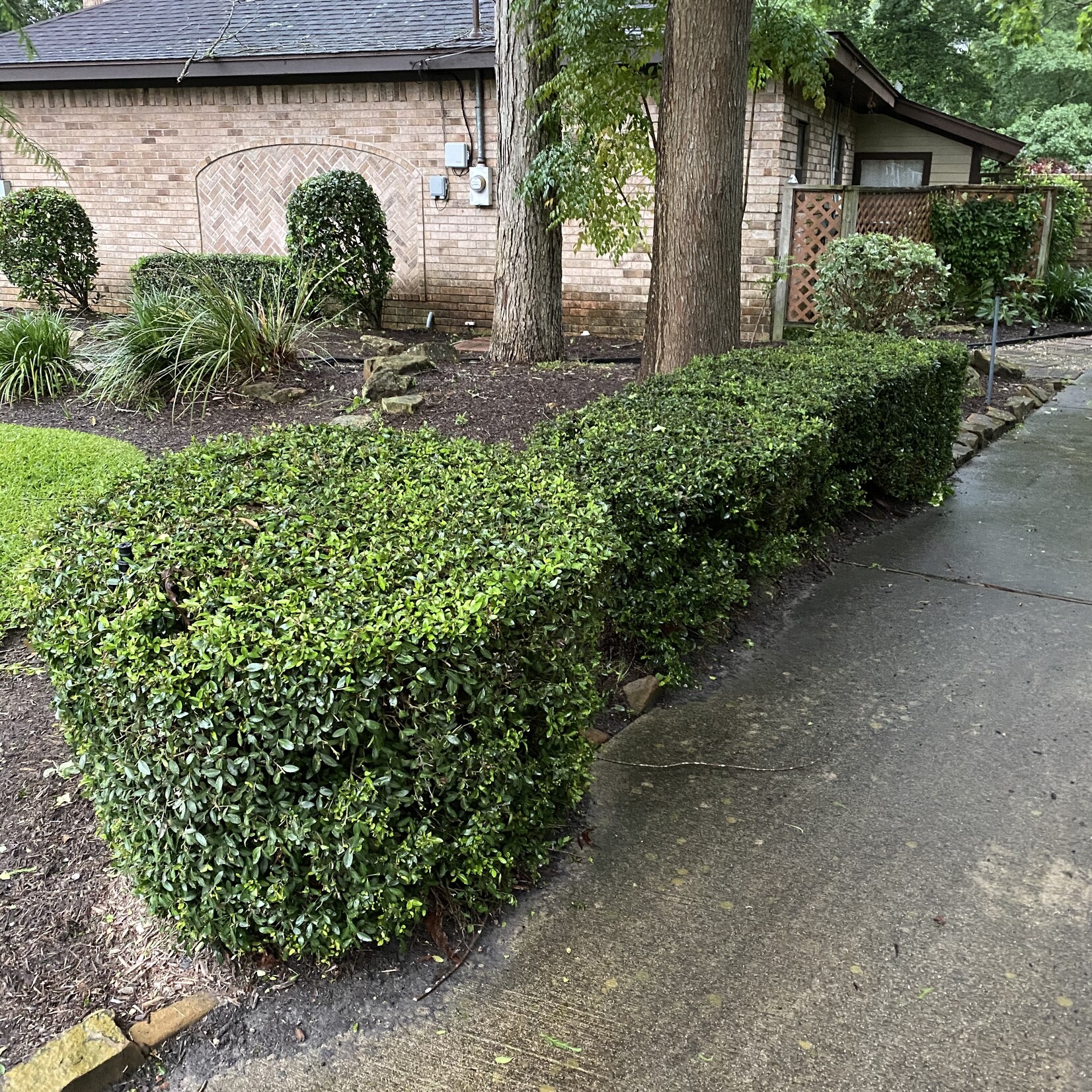 BOXWOOD, 'JAPANESE, 3G