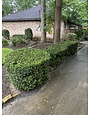 Vallecillos Japanese Boxwood 3 Gallon - Buxus microphylla var. japonica