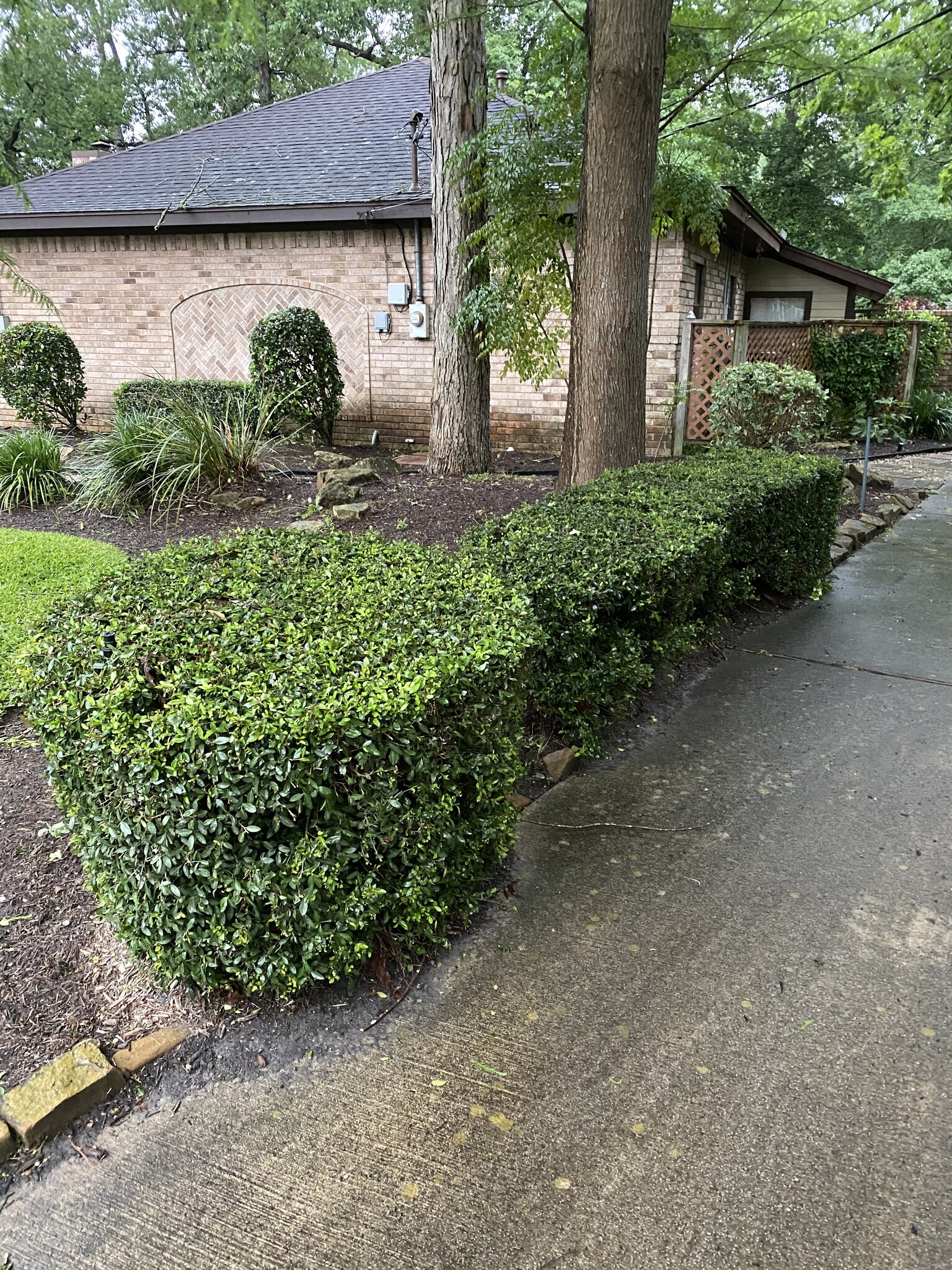 Vallecillos Japanese Boxwood 3 Gallon - Buxus microphylla var. japonica