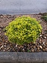 DURANTA, 'CUBAN GOLD', 3G*