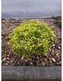 DURANTA, 'CUBAN GOLD' 3 gal. pot