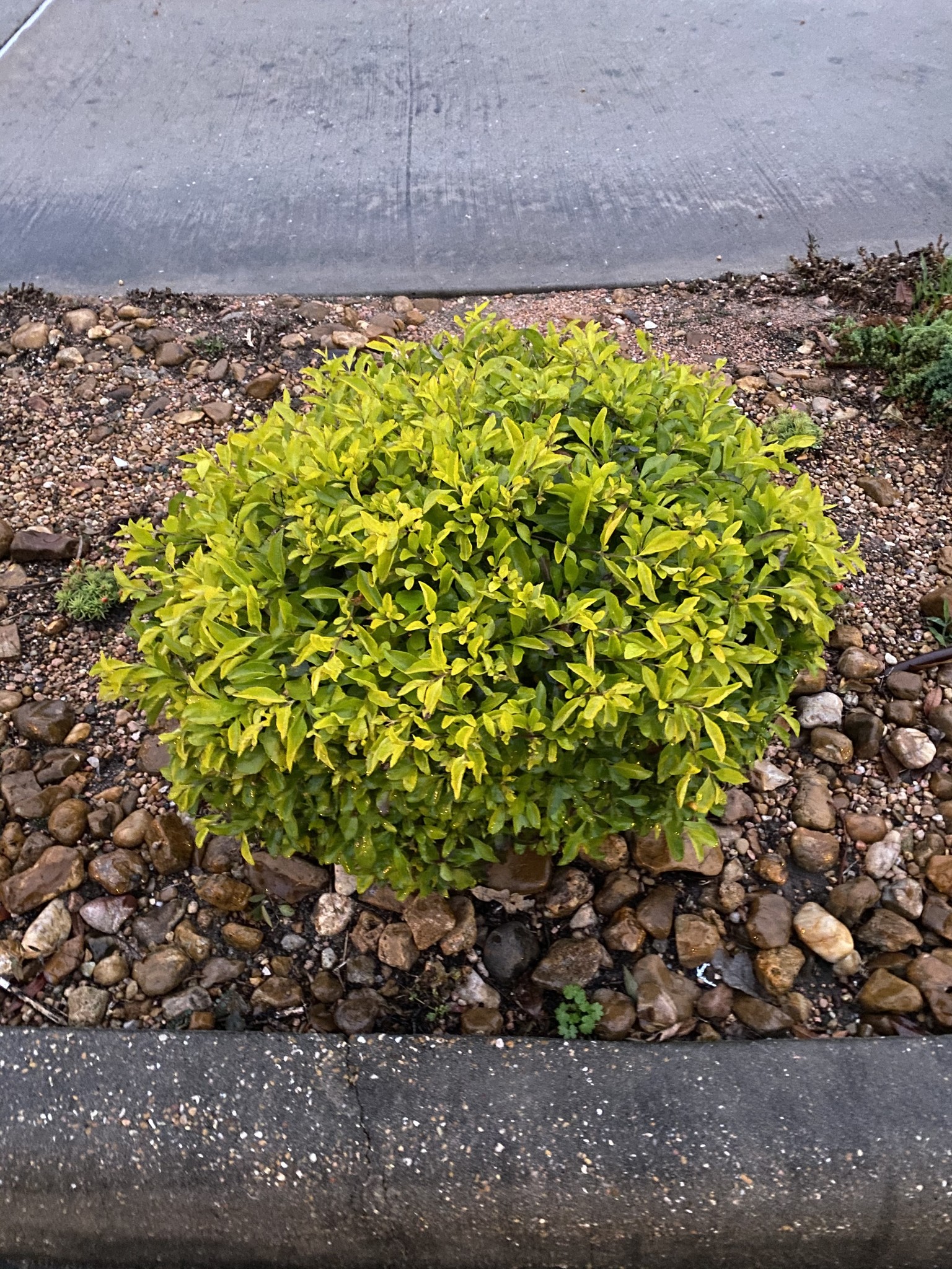 DURANTA, 'CUBAN GOLD' 3 gal. pot