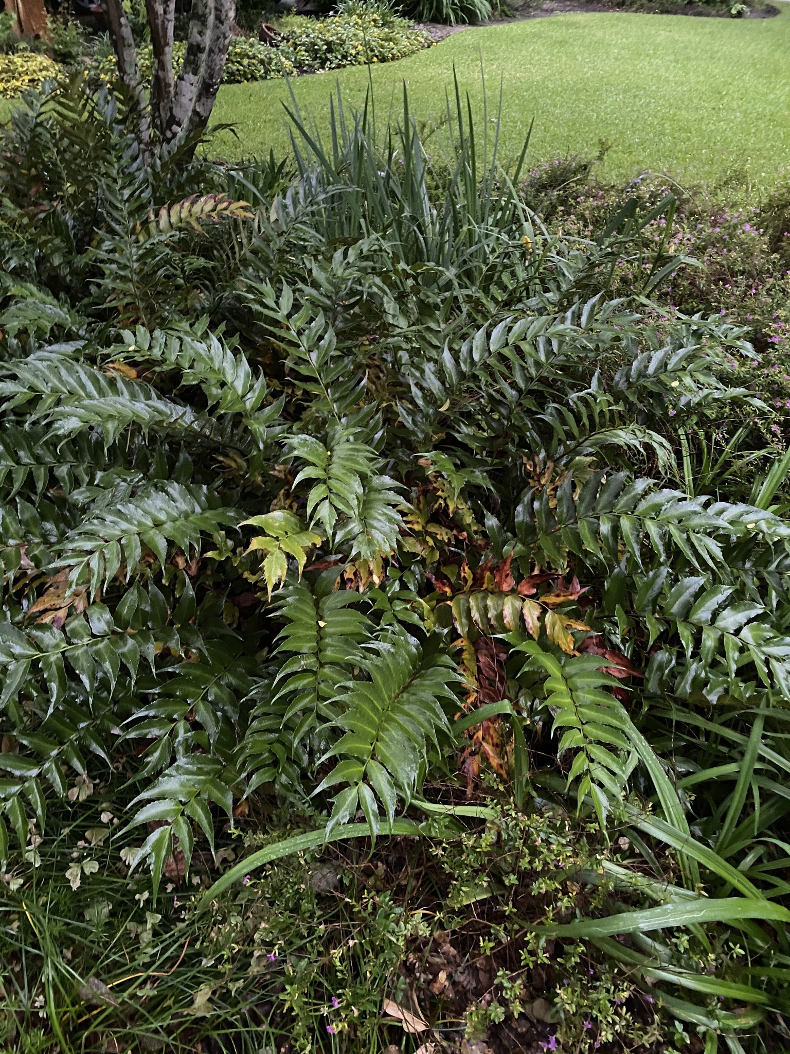 'HOLLY' FERN, 3 GALLON