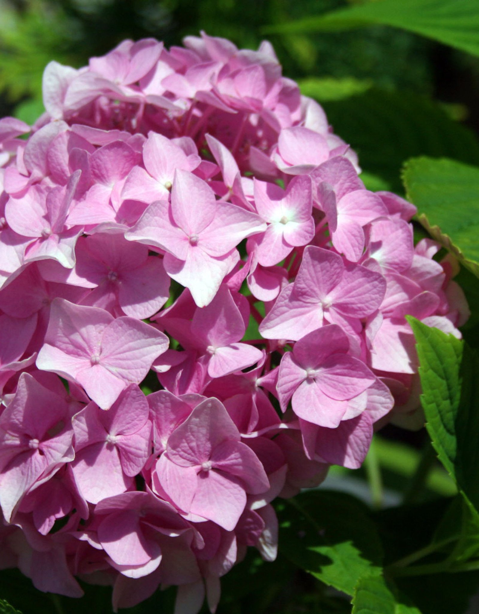 Hydrangea Penny Mac 3g Growers Outlet