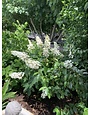 Ellen Huff Oakleaf Hydrangea 3 Gallon - Hydrangea quercifolia 'Ellen Huff'