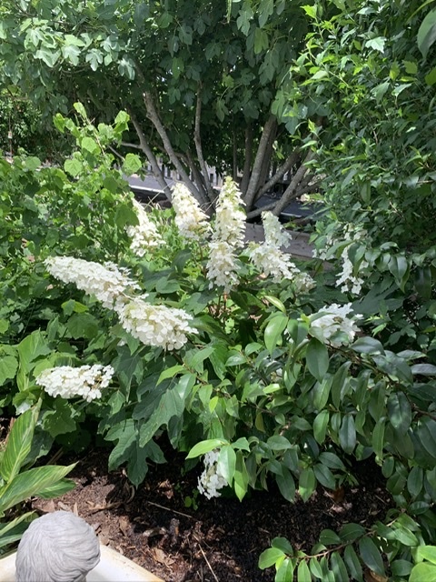 Ellen Huff Oakleaf Hydrangea 3 Gallon - Hydrangea quercifolia 'Ellen Huff'