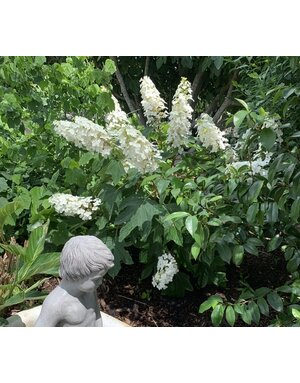 Hydrangea 'Ellen Huff' 3G