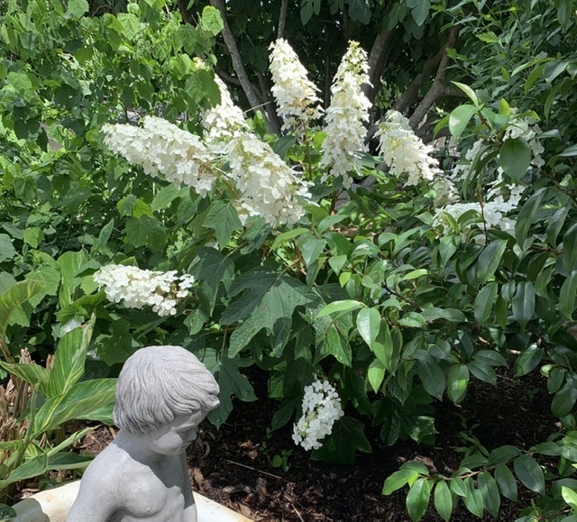 Ellen Huff Oakleaf Hydrangea 3 Gallon - Hydrangea quercifolia 'Ellen Huff'