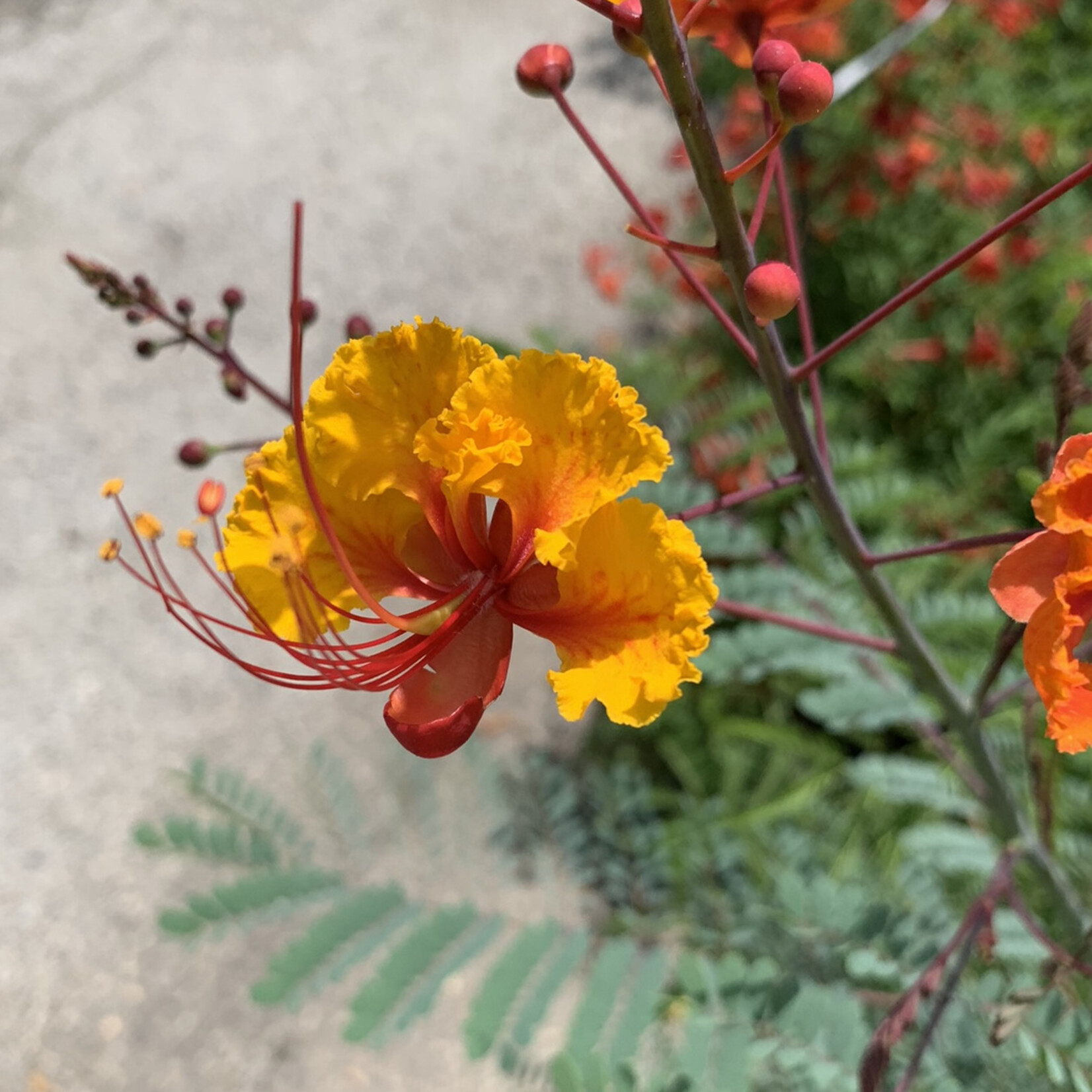 PRIDE OF BARBADOS, 3G, AKA Mexican Bird of Paradise