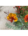 PRIDE OF BARBADOS, 3G, AKA Mexican Bird of Paradise