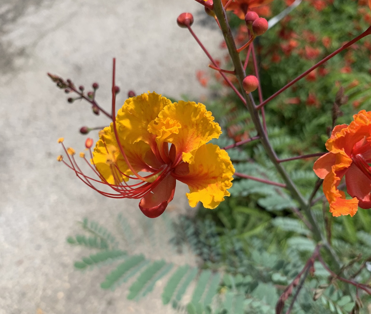 PRIDE OF BARBADOS, 3G, AKA Mexican Bird of Paradise