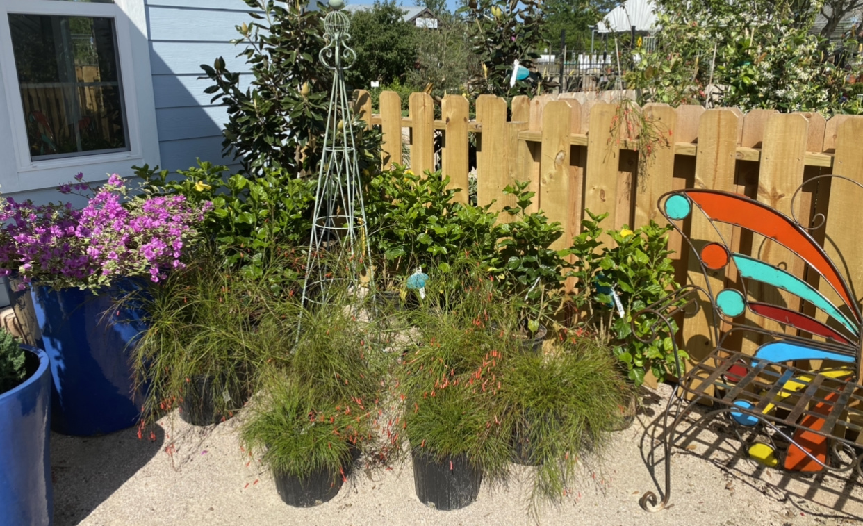 RED FIRECRACKER FERN, 3 GALLON