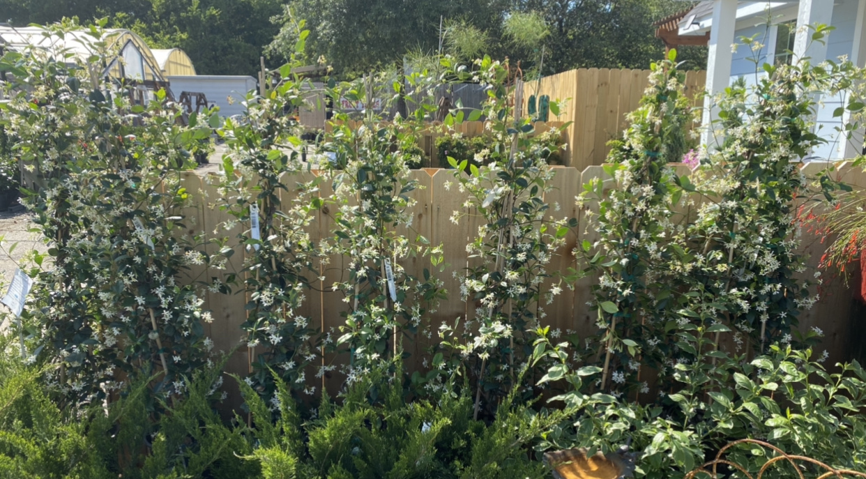 Star Jasmine 5 Gallon - Trachelospermum jasminoides