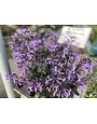 'MONA LAVENDER' PLECTRANTHUS PLANT, 1 GALLON