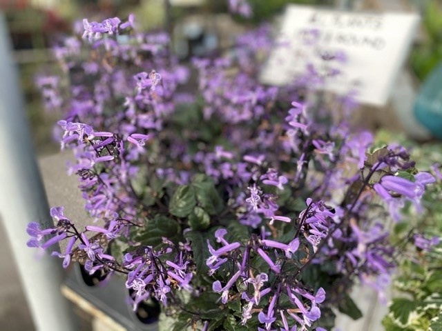 'MONA LAVENDER' PLECTRANTHUS PLANT, 1 GALLON