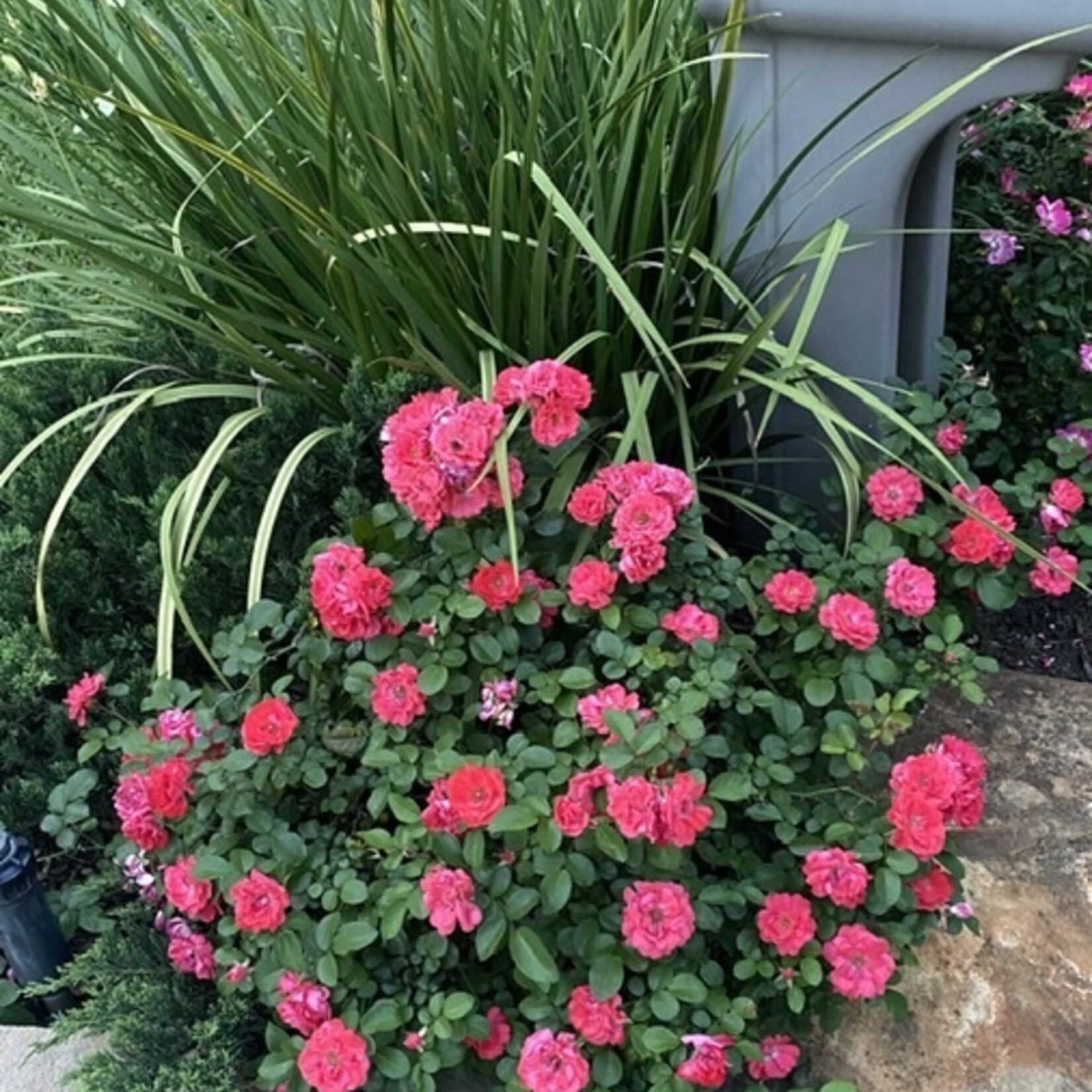 ROSE, 'DRIFT CORAL', 3G