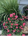 CORAL DRIFT® GROUNDCOVER ROSE BUSH, 3 GALLON