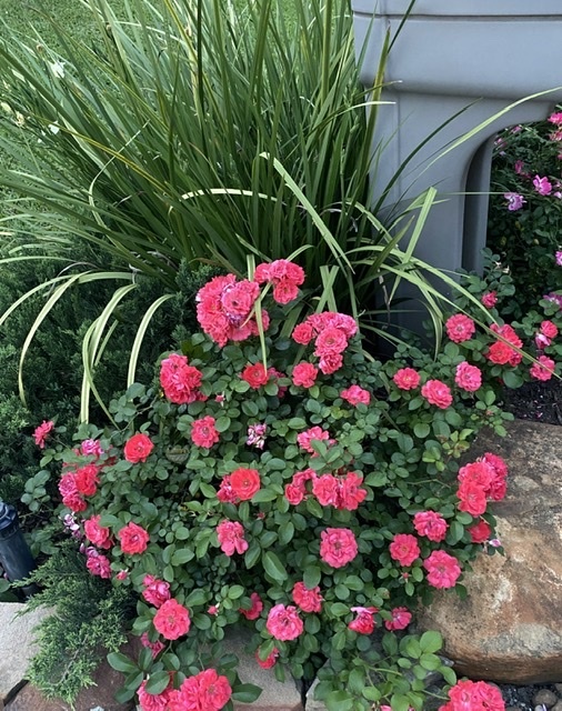 CORAL DRIFT® GROUNDCOVER ROSE BUSH, 3 GALLON