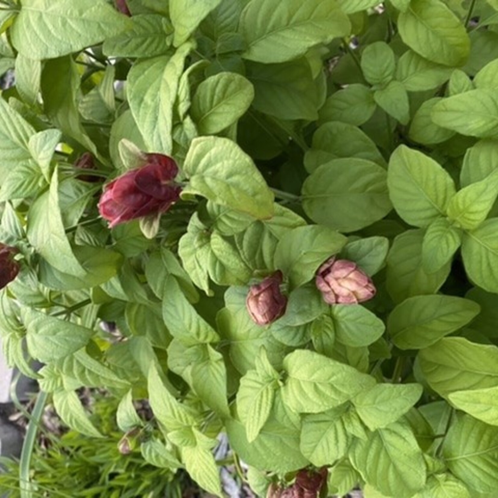 SHRIMP PLANT, 'RED, 1G