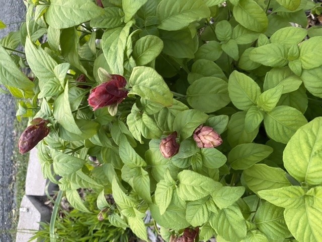 Red Shrimp Plant 1 Gallon - Justicia brandegeana