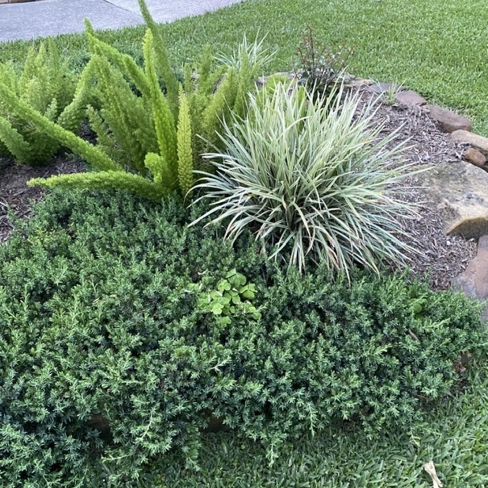 LIRIOPE,  'AZTEC GRASS' 1G