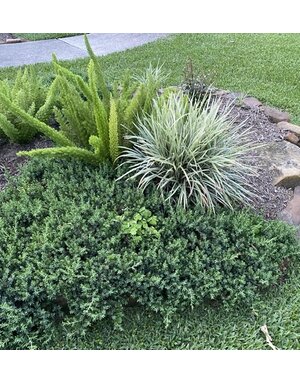 Liriope ‘Aztec Grass’ 1G