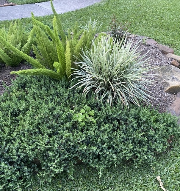 'AZTEC GRASS' LIRIOPE, 1 GALLON