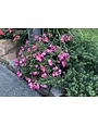 PINK DRIFT® GROUNDCOVER ROSE BUSH, 3 GALLON