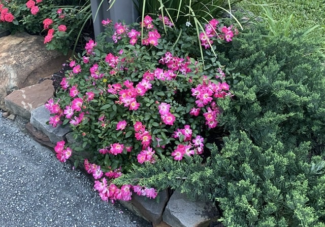 PINK DRIFT® GROUNDCOVER ROSE BUSH, 3 GALLON