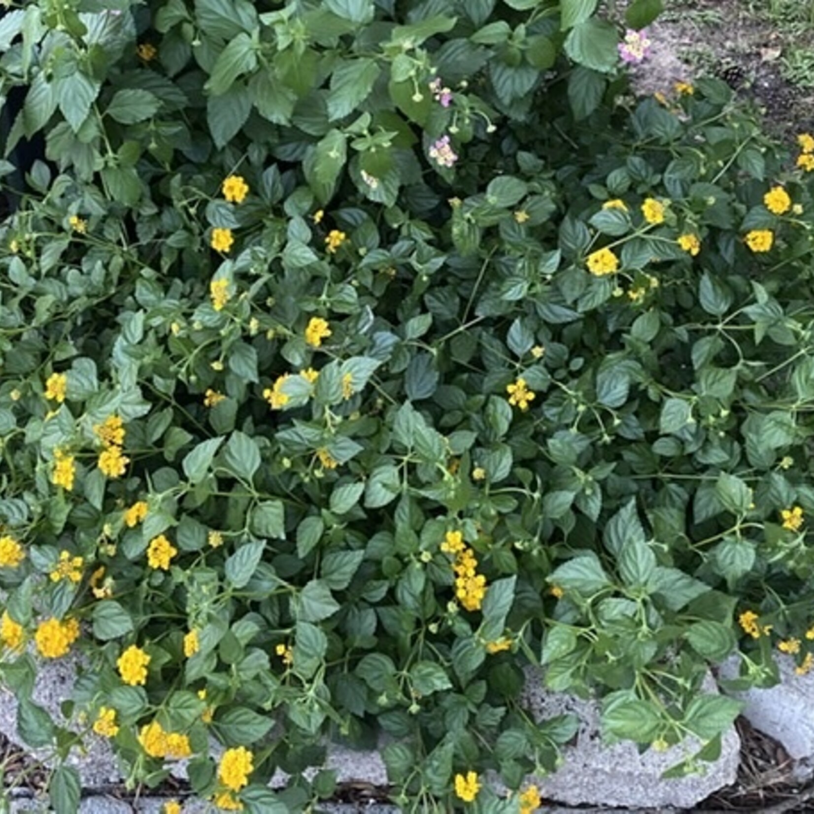 LANTANA, 'NEW GOLD', 1G