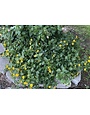 New Gold Lantana 1 Gallon - Lantana camara 'New Gold'