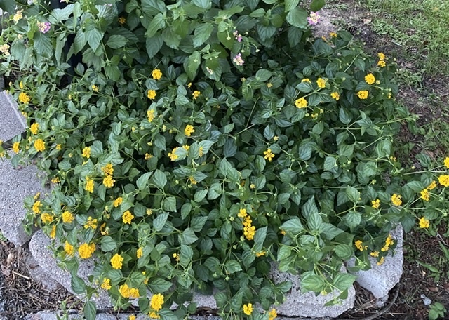 New Gold Lantana 1 Gallon - Lantana camara 'New Gold'