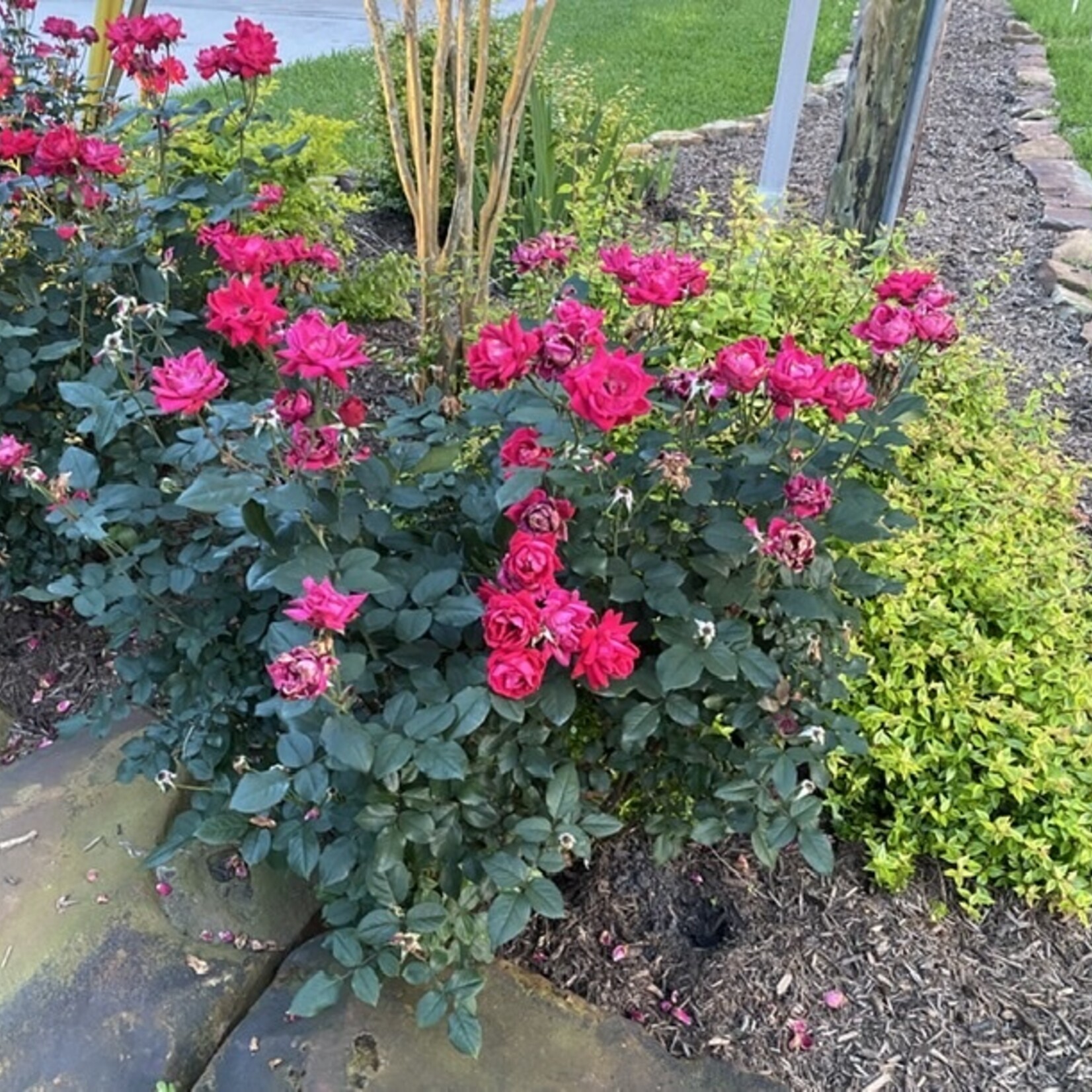 ROSE, 'KNOCK OUT', DOUBLE RED, 3G