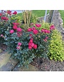 ROSE, 'KNOCK OUT', DOUBLE RED, 3G