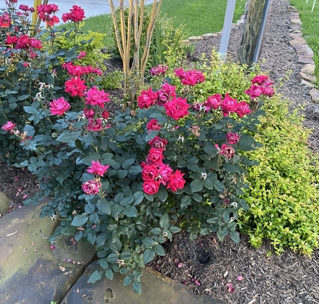 DOUBLE RED KNOCK OUT ROSE, 3 GALLON