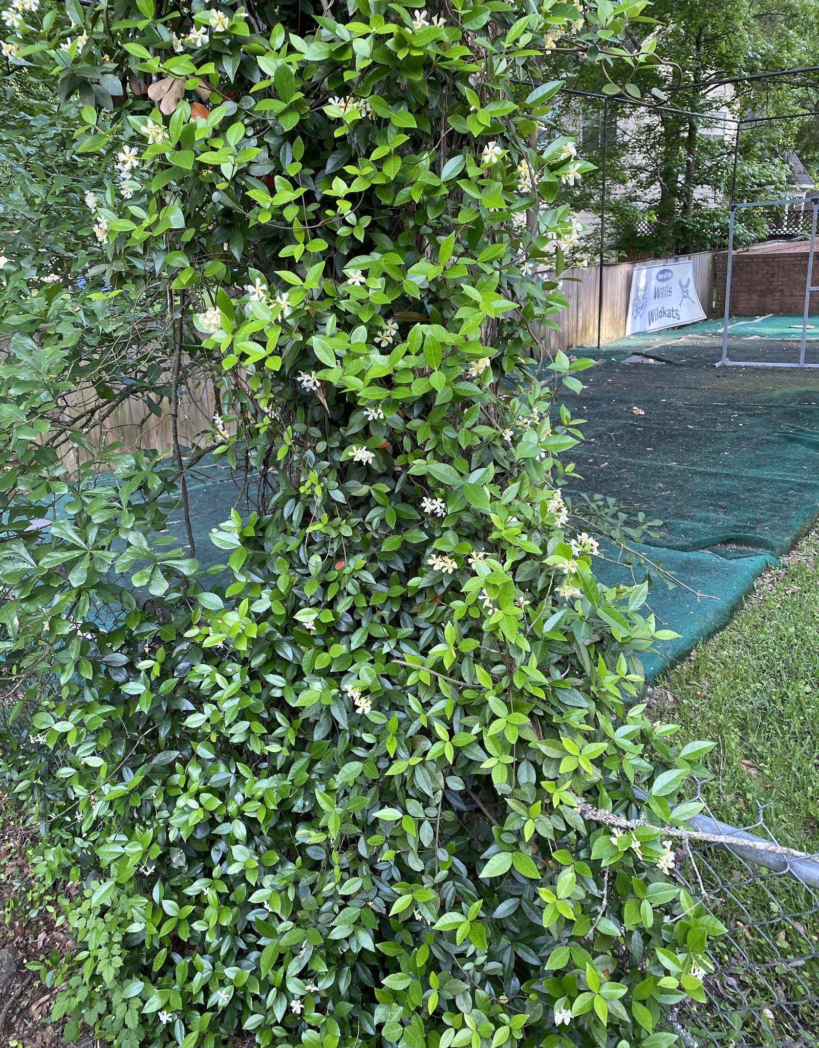 JASMINE STAR, Confederate 1G Growers Outlet