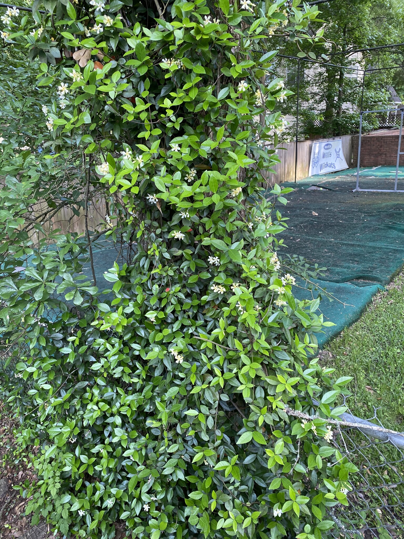 Star Jasmine 1 Gallon - Trachelospermum jasminoides