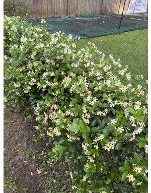 Star Jasmine 1G