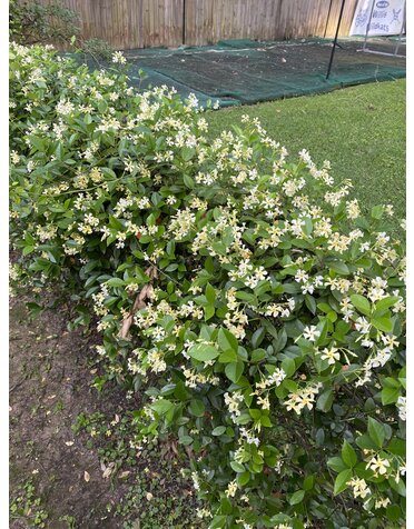Star Jasmine 1G