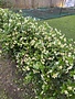 STAR JASMINE, 1G*