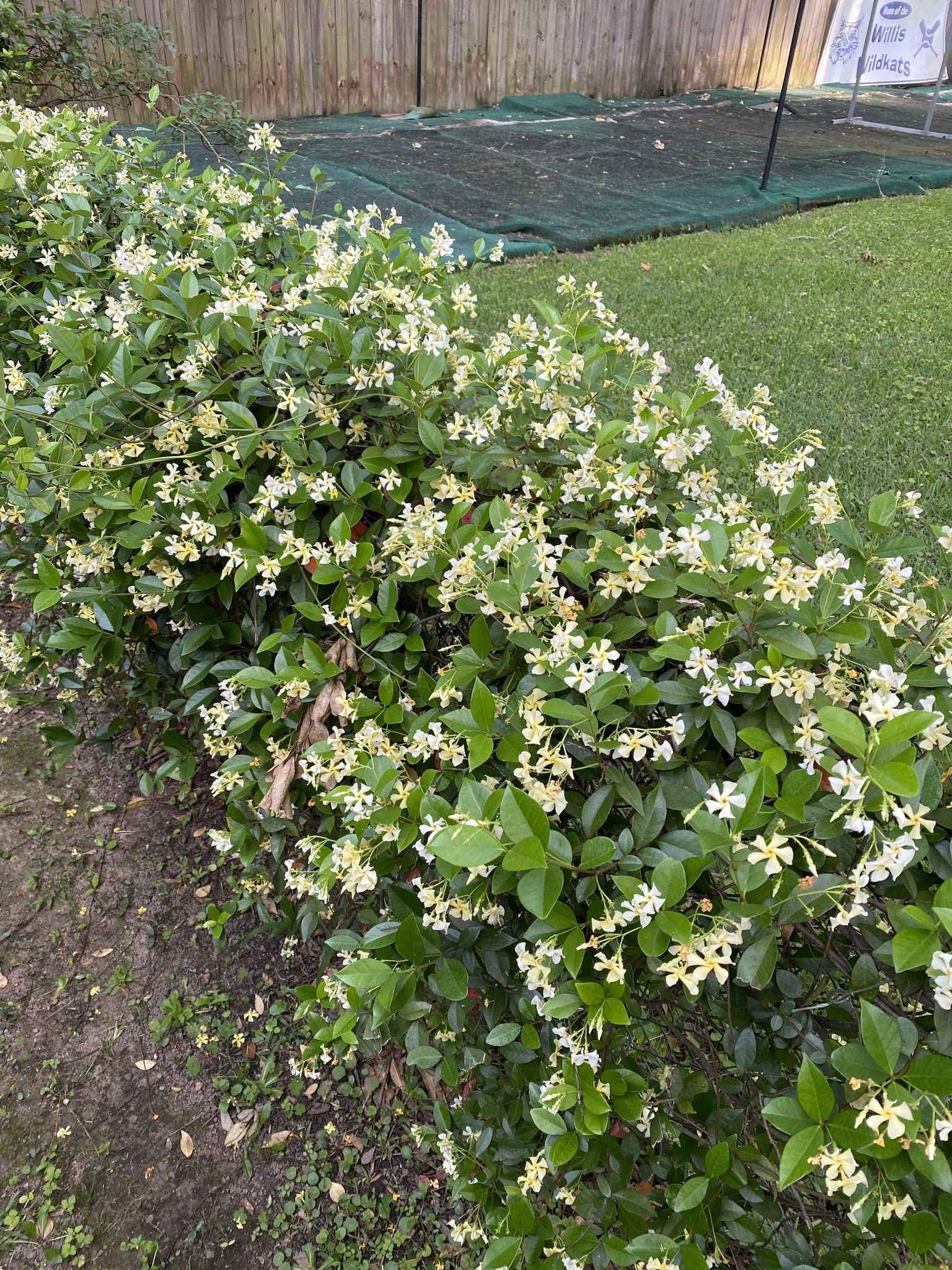 Star Jasmine 1 Gallon - Trachelospermum jasminoides