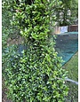 STAR JASMINE PLANT, 5 GALLON