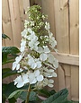 Ellen Huff Oakleaf Hydrangea 3 Gallon - Hydrangea quercifolia 'Ellen Huff'